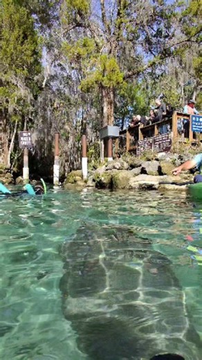 3 sisters springs Crystal river Florida 📍 #fbreels #FWC #citruscounty #manatee #viral #January #kayaking #florida | La Guera