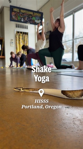 The hottest new animal yoga class in Portland doesn’t involve goats, kittens or puppies. It’s all about snakes. The reptile shop HISSS is hosting regular snake yoga classes in its lobby that invite attendees to “uncoil your body and quiet your mind.” Read more at https://www.hereisoregon.com/experiences/2026/01/snake-yoga-is-officially-a-thing-in-portland-and-its-selling-out-fast.html?utm_source=facebook&utm_medium=social&utm_campaign=dhfacebook&utm_content=app.dashsocial.com/here-is-oregon/libr