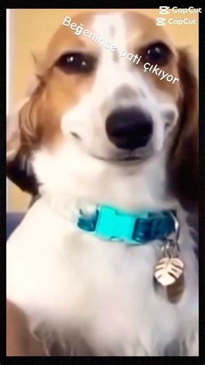 En iyi üç köpek