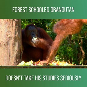 86K views · 3.1K reactions | Gelison, a 4-year-old orangutan is bright but perhaps not the most dedicated student. When others are studying vital skills at forest school at The Orangutan Rehabilitation Centre, he would rather be doing something else. Watch more on discovery+: https://bit.ly/3ioVISg | Love Animals | Facebook