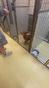 Cranberry. This little peanut has been at a shelter for 11 weeks!! Almost three months this wiggly girl has been living in a cage instead of a home. She was brought in with puppies who were quickly adopted out but she remained and then was put on the euth list. As you can see - this girl loves with her entire body!! We are working on getting her immunized and spayed and she will be ready to go but we busted her out of the shelter today! If interested in fostering or adopting little Cranberry ple