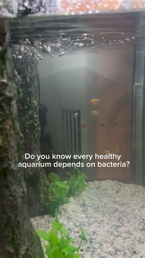 Aquariums in Nigeria on Instagram: "Every aquarium produces waste. Every single day. Fish release ammonia through breathing and waste. Uneaten food breaks down. Organic matter accumulates. Ammonia is highly toxic to fish, even in small amounts. This is where nitrifiers become essential. Nitrifiers are beneficial bacteria that: – Convert ammonia into nitrite – Then convert nitrite into nitrate – Keep toxic compounds from building up Without nitrifiers, clean-looking water can still be deadly. In 