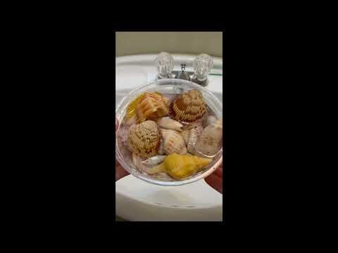 🐚 Sanibel Island Shell Cleaning