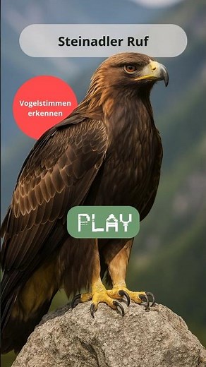 🦅 Steinadler Ruf – Vogelstimmen erkennen & majestätische Greifvögel