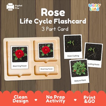 Rose Life Cycle Montessori 3-Part Cards - Science Botany Flashcards