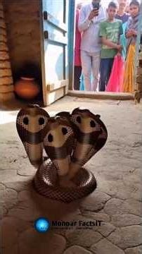 Top 3 Biggest Snakes in the World 🐍#trending#facts #viral #BiggestSnakes#Anaconda