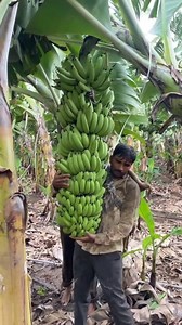 134K views · 2.2K reactions | Banana Turkey Exports short video...