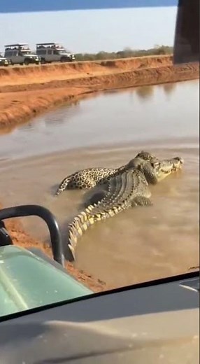 Trapped! Leopard Faces Surprise Crocodile Attack #predator #survival #shorts