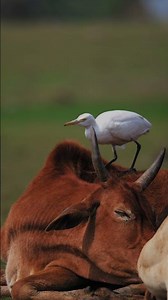 Why This Bird Always Follows Cows | The Smart Trick of the Cattle Egret