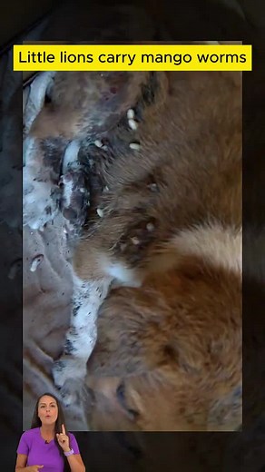 Puppy with Mango Worm Infestation Care Guide