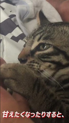 ナルちゃんの指しゃぶり。＃猫＃子猫＃保護猫＃指しゃぶり＃乳吸い