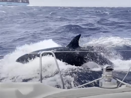 Killer Whales Are Now Taking Revenge By Sinking Yachts In Morocco [Video]