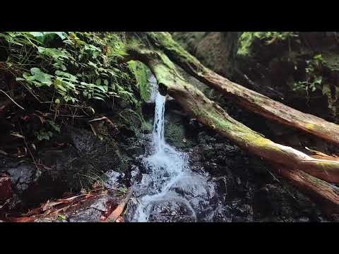 Relaxing Piano Music – Healing Vibes with River Sounds for Meditation & Sleep