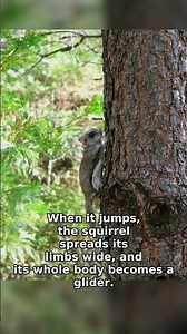 Flying Squirrels Don't Actually Fly