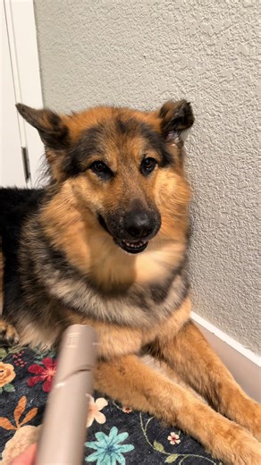Watch me blow dry my German Shepherd with my @Shark Beauty blow dryer! DISCLAIMER: no German shepherds were injured, and the heat setting was on the lowest to coolest setting!!! When in doubt and have no other blower to dry her thick coat turn to your shark blow dryer! Her coat has never been so soft and floofy 🥳. #germanshepherd #bathtime #sharkbeauty #spadayathome #fyppppppppppppppppppppppp