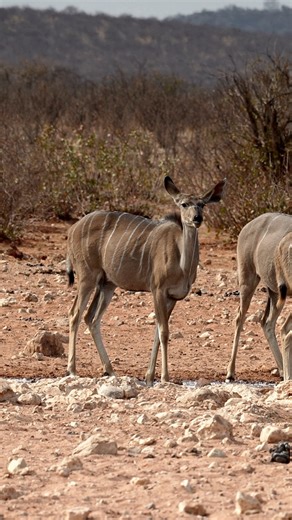 The towering horns of the kudu make an impressive silhouette against the Etosha horizon. #namibia #etosha #kudu #namibiatourism #visitnamibia #travelnamibia #safari #wildlife #desert #travelphotography #africanwildlife #africansafari #wildlifephotography #madbookings | Madbookings - Travel Experts in Africa & Asia