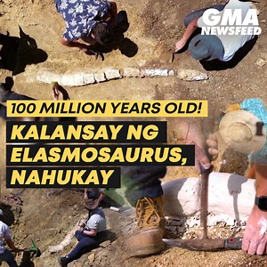Natagpuan ng mga eksperto ang kumpletong kalansay ng elasmosaurus, isang uri ng marine reptile na nabuhay 100 milyong taon na ang nakalilipas. Kilala ang mga elasmosaurus dahil sa kanilang mala-pagong na hugis at mahabang leeg. Pinaniniwalaang kasabay nilang nabuhay sa mundo ang mga dinosaur. Ang ibang detalye, alamin sa video. | GMA News