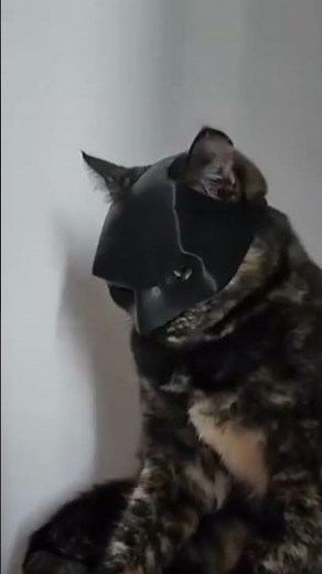 Witness The Transformation from CAT Into BATMAN! 😂