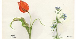 Botanical Artists Still Document the Word of Plants with Pictures