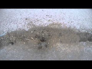 GoPro: How do ants make an anthill?