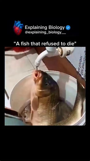 Explaining Biology on Instagram: "“A Fish That Refused to Die” It looks impossible… but this fish is using biology to survive. What’s really happening? Some fish species can stay alive outside water for hours — even days — under the right conditions. How is this possible? • They can absorb oxygen through moist skin • Their metabolism slows down, reducing oxygen needs • Some use parts of the mouth or gut to breathe air • As long as the gills stay wet, gas exchange continues Why water matters here