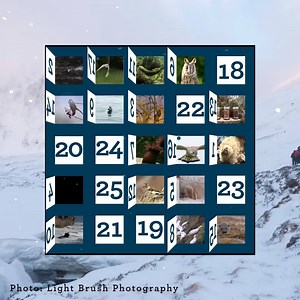 Day 18 of our advent calendar certainly has all the Monday feels! 😴 | BBC Springwatch