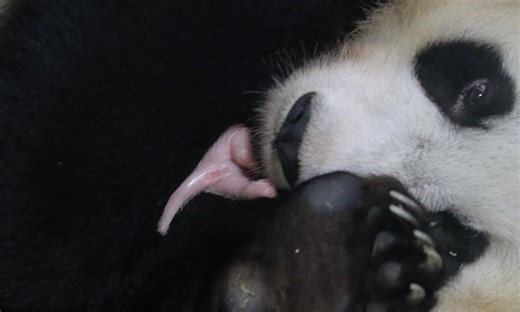 Indonésia divulga imagens de raro nascimento de panda-gigante em programa de conservação da espécie