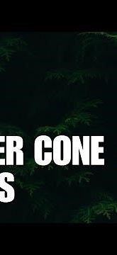 Conifer Cone Filters On CapCut Apps