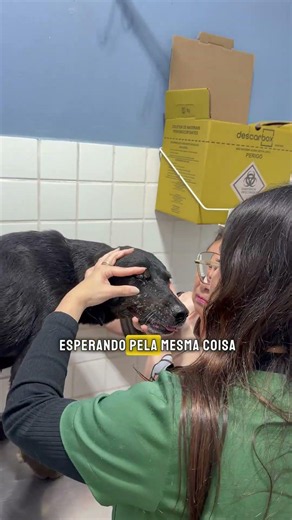 Uma ajuda que chega até eles 🐾💛 #voaurea