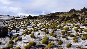 Say Hello to 'Glacier Mice,' a Herd of Mysterious Moving Moss Balls