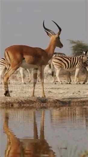 African impalas at waterhole #impala #antelopes #animals #youtube