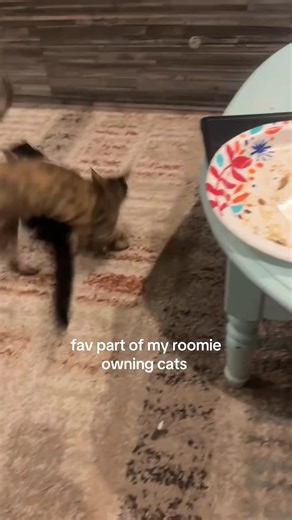 Understanding Cat Behavior: The Alpha Dynamic Explained