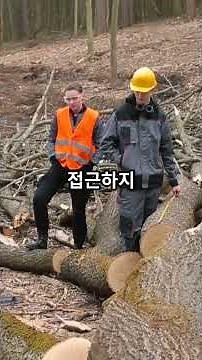 [산업안전보건기준에 관한 규칙] 제405조, 안전한 벌목작업을 위한 필수 가이드! #산업안전보건법 #산업재해