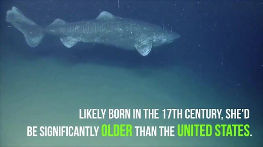Scientists have discovered a female Greenland shark that lived to be an estimated 400 years old. Likely born in the 17th century, the shark, who died recently, was older than the United States. Her secret to longevity? A take it easy lifestyle, natural anti-freeze in her blood and poisonous flesh. Check out this amazing video footage to learn more. #shark #sharks #sharkweek #underwaterworld #greenlandshark #greenlandsharks | Center for Biological Diversity