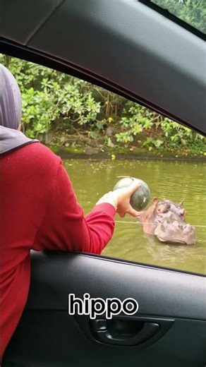 Never try pranking a hungry hippo on a safari #hippo #hippopotamus