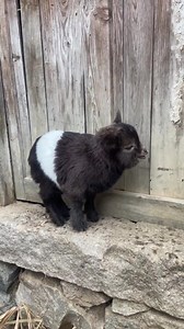 Sound of a baby goat. | Animals Videos