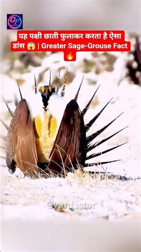 The Most Intense Bird Mating Dance in the World! | Greater Sage-Grouse #reels #facts #gyanfactor