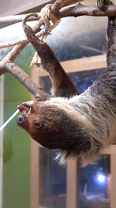 1.6K views | Summer’s calling—and it’s WILD! Discover unforgettable moments at Wild Animal Safari in Pine Mountain, where you can hand-feed giraffes, spot zebras, and explore incredible wildlife from your car or on foot. It’s the kind of adventure that makes memories for a lifetime!漣朗 ️ Plan your visit now at: animalsafari.com | Wild Animal Safari | Facebook