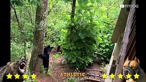 Pitbull vs Bear Fight Video - Bear vs Pitbull Comparison