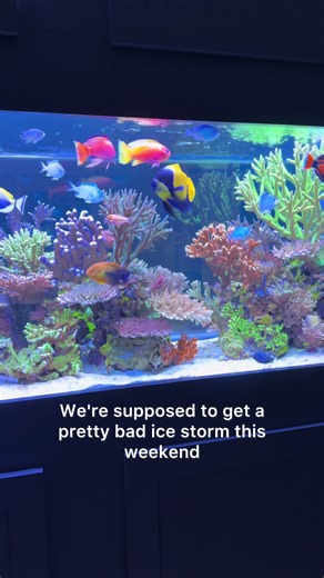 Preparing Your Reef Tank for Power Outages