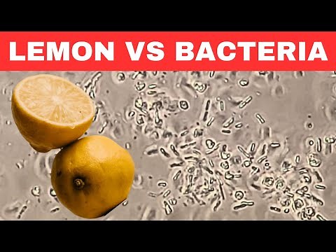 LEMON vs BACTERIA under Microscope - Nature's Disinfectant