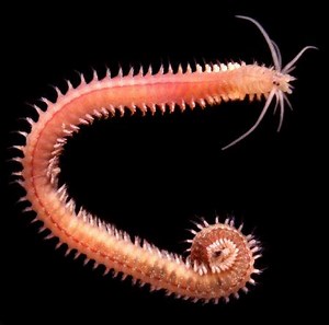 Annelids