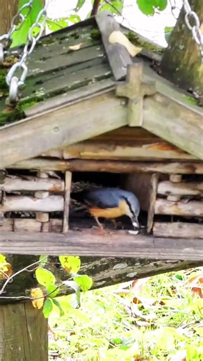 An Adorable Eurasian Nuthatch at the Feeder #nuthatch #shorts