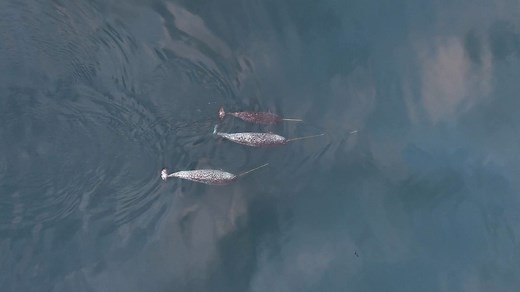 Amazing drone video claims to be the first evidence of narwhals using their tusks to explore, hunt and play. | Knoxville News Sentinel