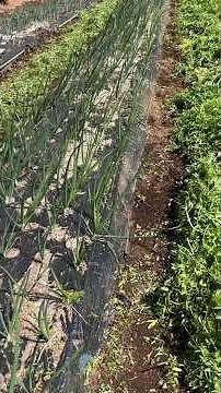 I trimmed the Hairy Vetch green manure I planted on both sides of my onions; it was growing too v...