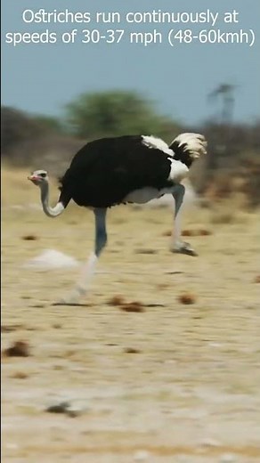 How Fast Can Ostrich Run? 0-60 kmh in...