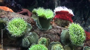 4K hd video of many Florescent green and magenta sea anemone in shallow tide pool. Sea anemones are a group of water-dwelling, predatory animals of the order Actiniaria. Stock Video