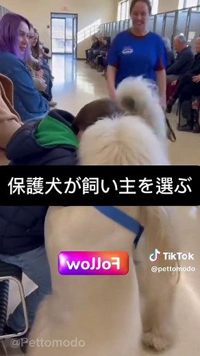 里親になりたい人の素晴らしさと保護犬