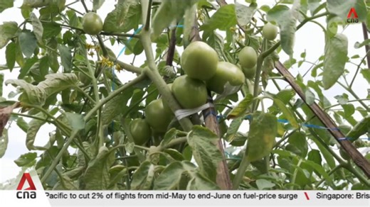 Indonesia bets on quality seeds to boost agriculture
