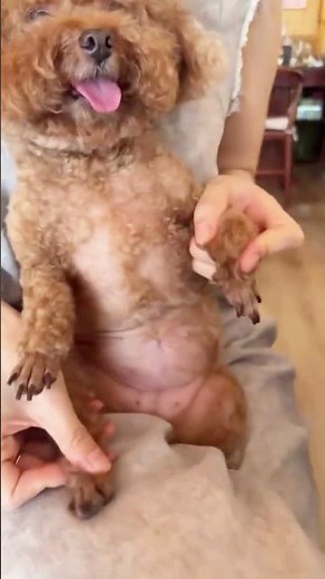 Dancing with My Poodle Kids – Cutest Moves Ever! #poodlefun #happyvibes